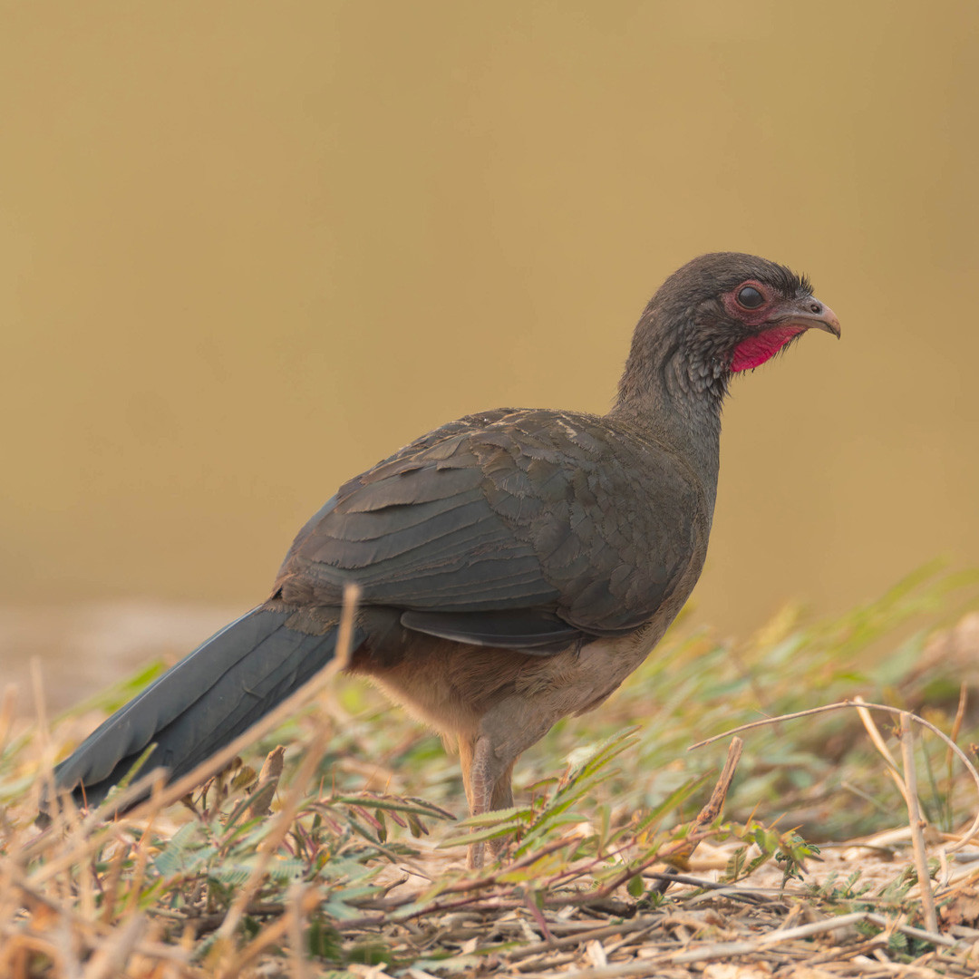 image Chaco Chachalaca